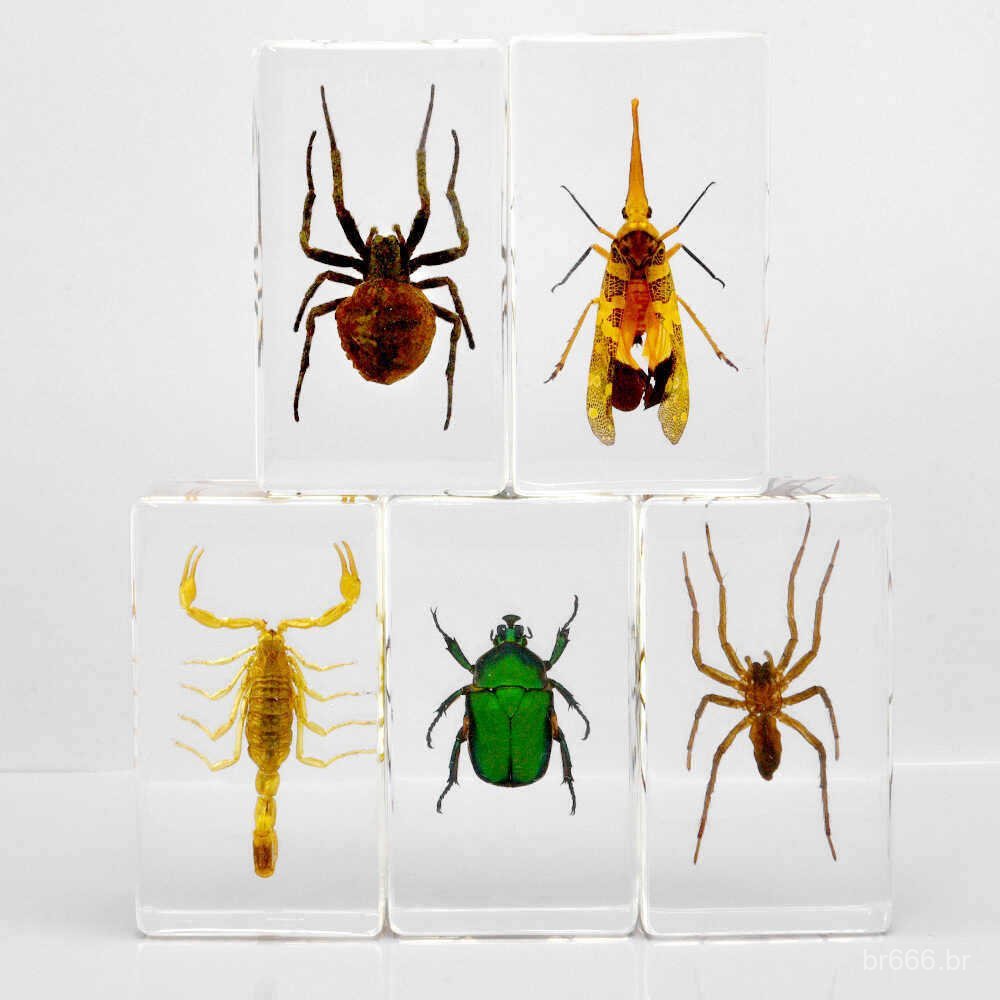 Pequenos animais, insetos reais, espécimes de resina de besouros, escorpiões, aranhas, cigarra e outros insetos, ornamen