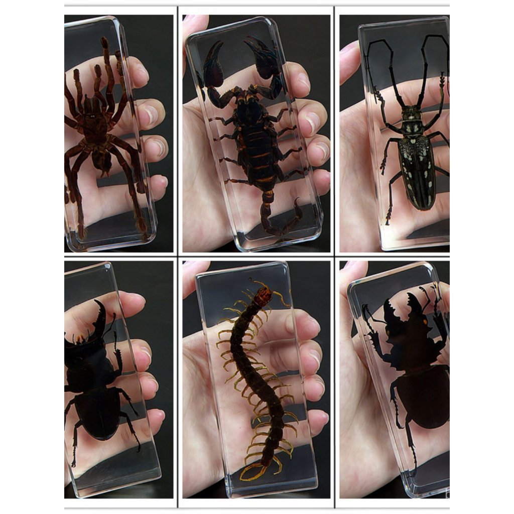 Espécimes de resina de insetos animais reais: besouro-veado, escorpião, aranha, cigarra, besouro. Caixa de presente marí