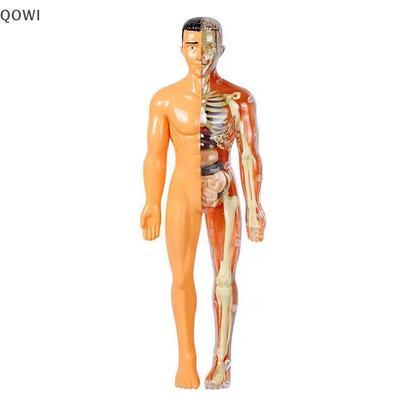 qo 3D Esqueleto Humano Órgão Anatomia Modelo Científico Kit Crianças Modelos De Educação Corporal Simulação Removível DI