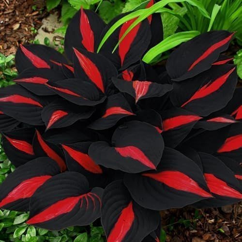 Caladium Véu da Meia-Noite – 100 sementes com manual de cultivo PROMOCÃO