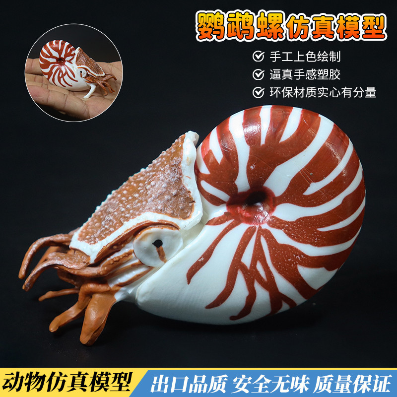 Simulação antiga vida marinha papagaio caracol Cordyceps amonite modelo brinquedos de plástico crianças educação científ