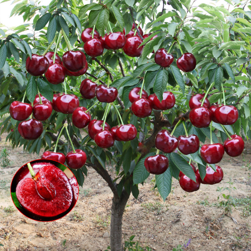 10 sementes/pacote sementes de cereja doce,sementes de frutas frescas ideal para quintal e varanda