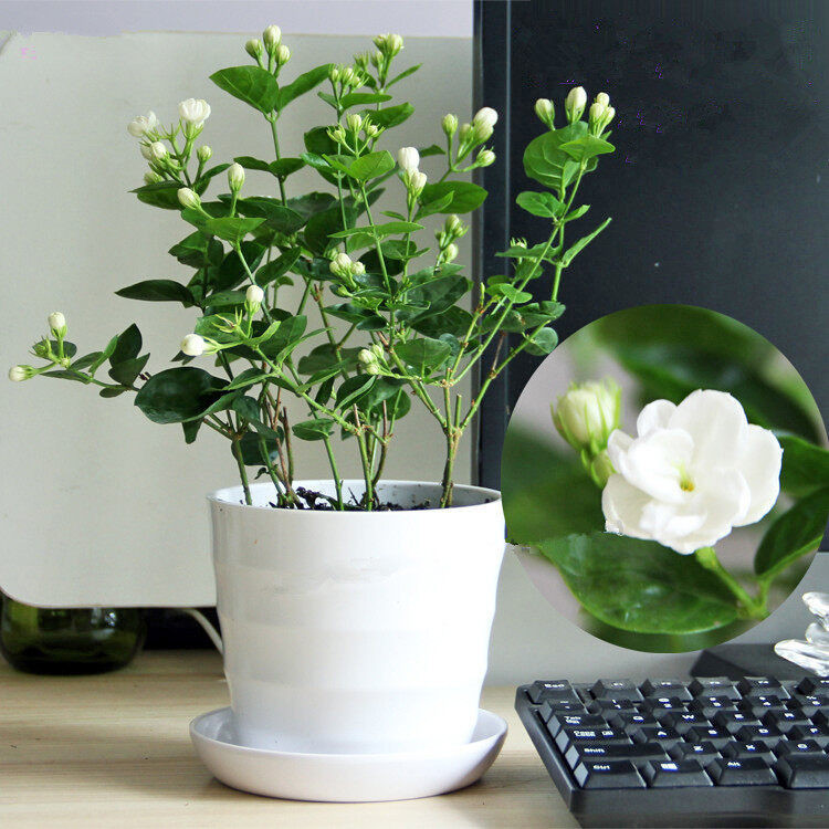 200 500 Sementes de Jasmim Branco, Planta Aromática de Jasmim Árabe com Bom Cheiro, Sementes de Flores Chinesas para Cas