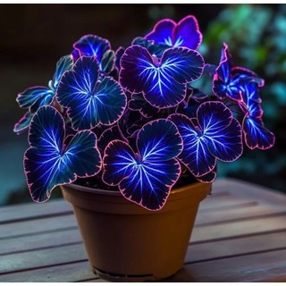 Caladium Horizonte do Encanto –100 sementes com manual de cultivo II ENVIO RÁPIDO PROMOÇÃO