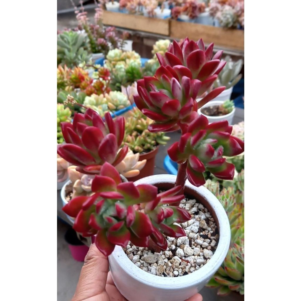 100 sementes suculenta Pachypodium namaquanum com manual de cultivo pronta entrega envio em 24h I