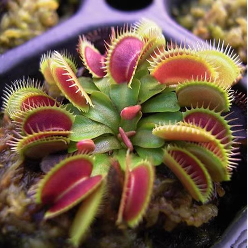 Bonsai Venus Flytrap 200 500 Sementes (pcs) Sementes de Plantas Carnívoras para Plantar Sementes de Flores Suculentas