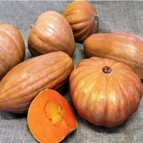 Alta germinação 100 Sementes de Abóbora Jerimum de Leite (Sergipana) - ABÓBORA SERGIPANA