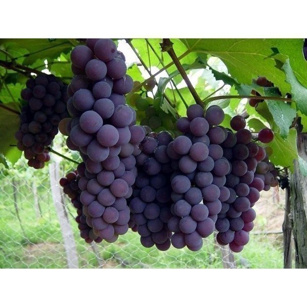 100 sementes de Uva Niágara Anã Clima Quente para plantio de sementes da fruta | Para semear