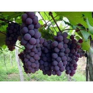 100 Sementes de Uva Niágara Anã Clima Quente para plantio de Sementes da fruta