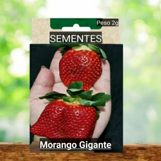 PLANTE MORANGO DO AMOR GIGANTE sementes vaso horta adubo Orgânico OFERTA