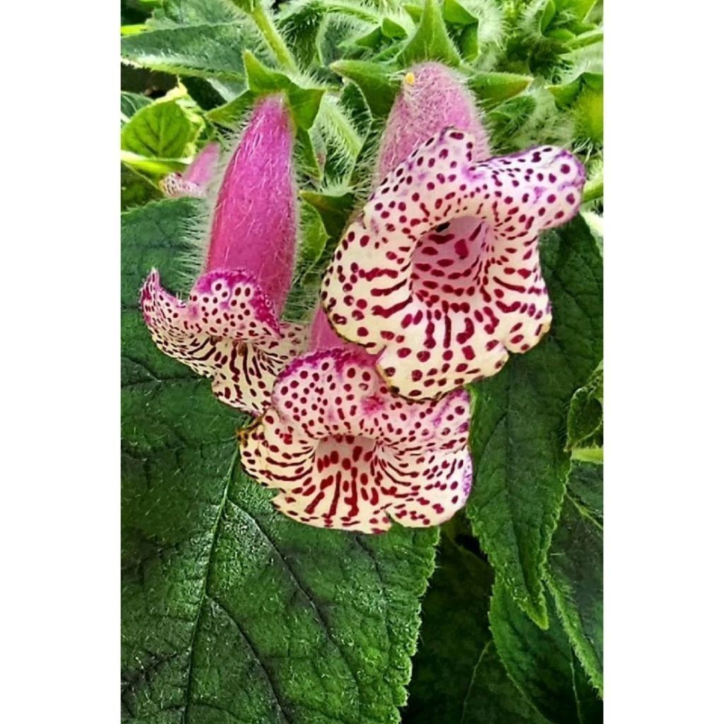 ENVIO SUPER RÁPIDO gloxinia pintada100 Sementes de Com Manual de cultivo l T1 em Oferta na Shopee