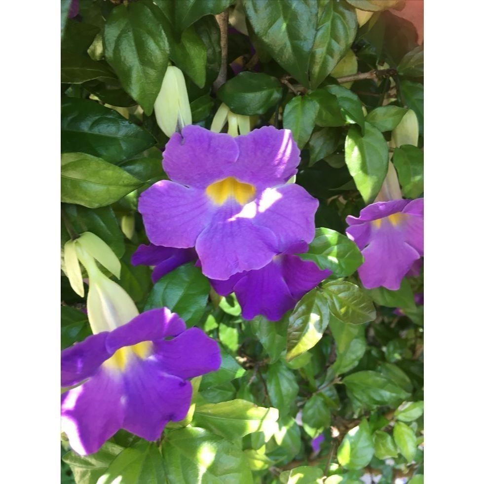 100 sementes tumbegia ereta Tropaeolum erectum com manual de cultivo pronta entrega envio em 24h l em Oferta na Shopee