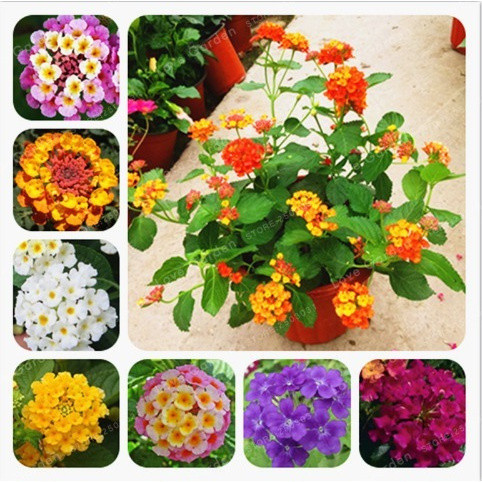 toque natural  Sementes De Lindas Lantanas Camara Várias Cores P/ Sementes