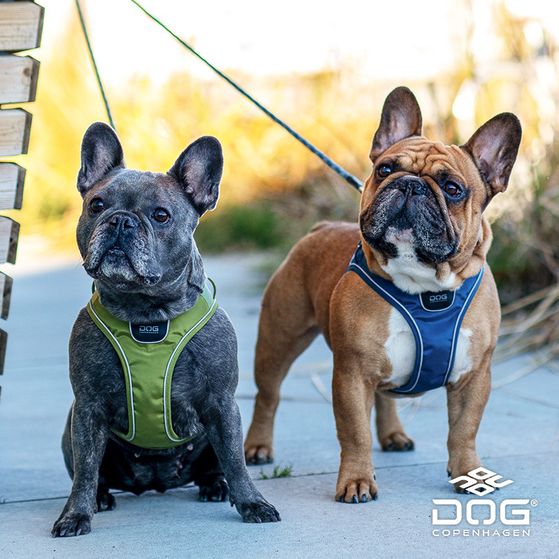 QZee Copenhagen Filhote de Cachorro à Prova de Explosão Ir Cinta Peitoral CÃO Copenhagen Shiba Inu Border Shepherd Leash