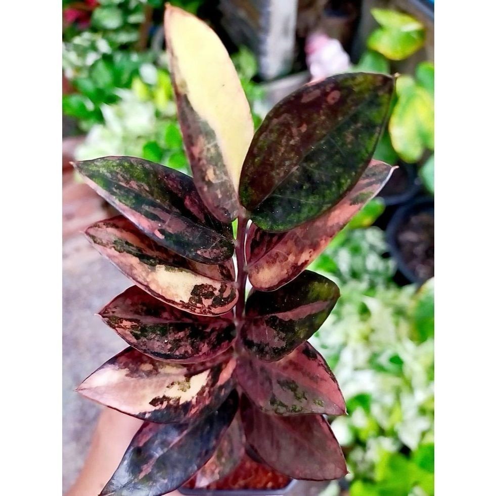 ENVIO SUPER RÁPIDO zamiocuca gota de sangue 100 sementes com manual de cultivo II T1