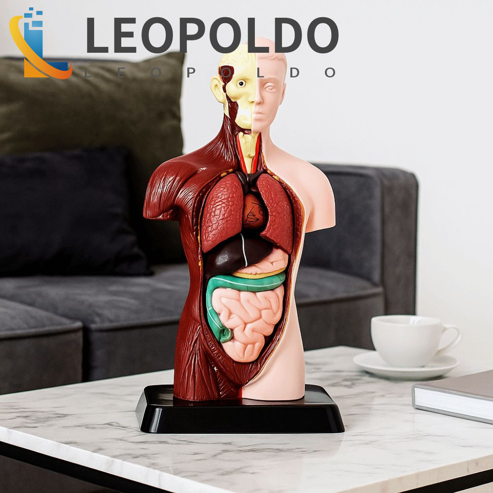 LEOPOLDO Adereço Educacional Para Corpo Humano , Manequim DIY De Plástico , Modelo De Anatomia Do Torso Construção