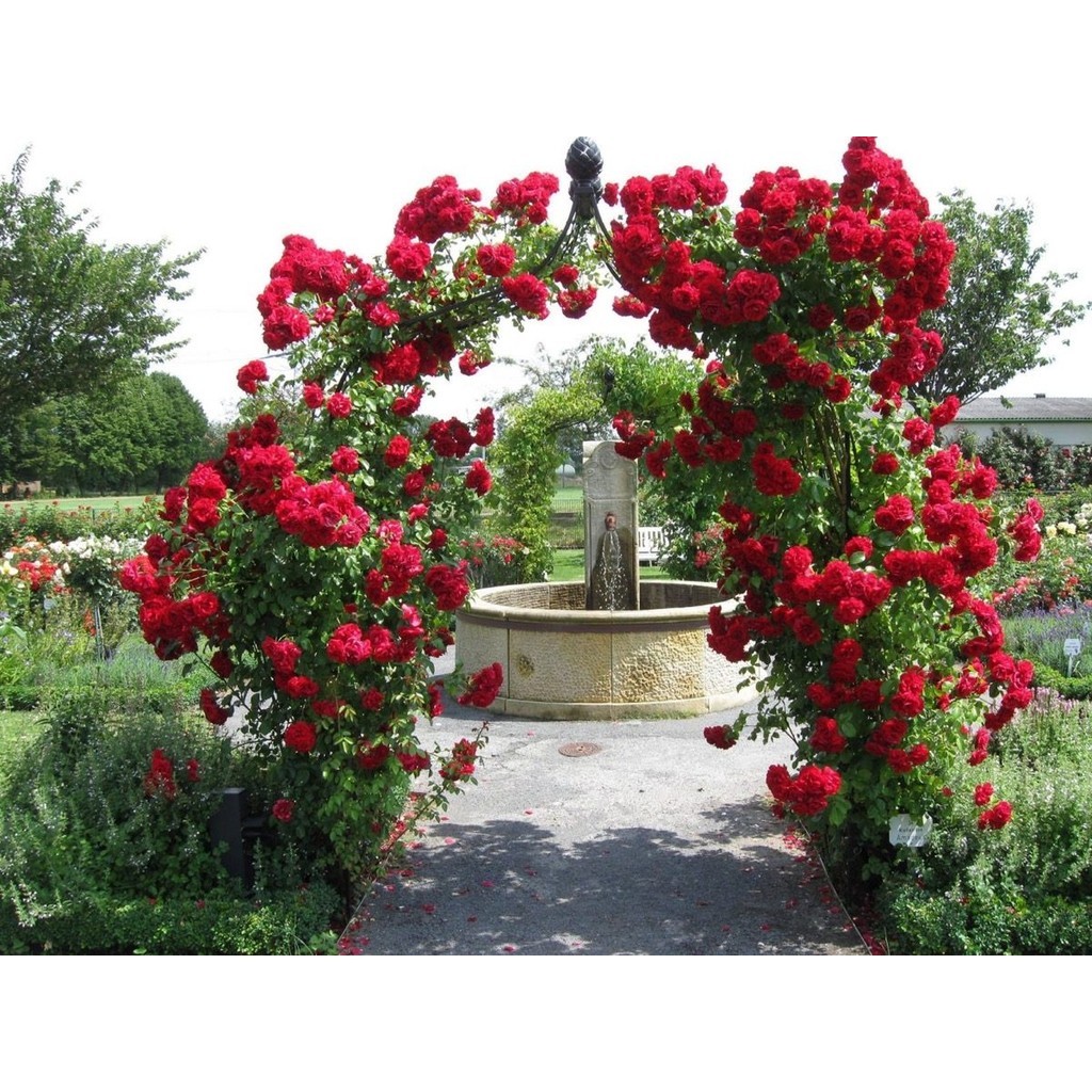 PROMOÇÃO Flor Rosa Trepadeira Vermelha Frete Barato Sementes P/ Mudas em Oferta na Shopee