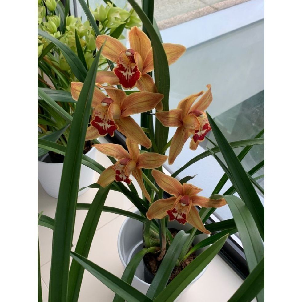 ENVIO SUPER RÁPIDO 100 sementes orquidia cymbidium naranja com manual de cultivo pronta entrega envio 24h l T1