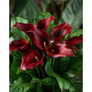 copo de leite vermelho 100 semenes com manual de cultivo em Oferta na Shopee