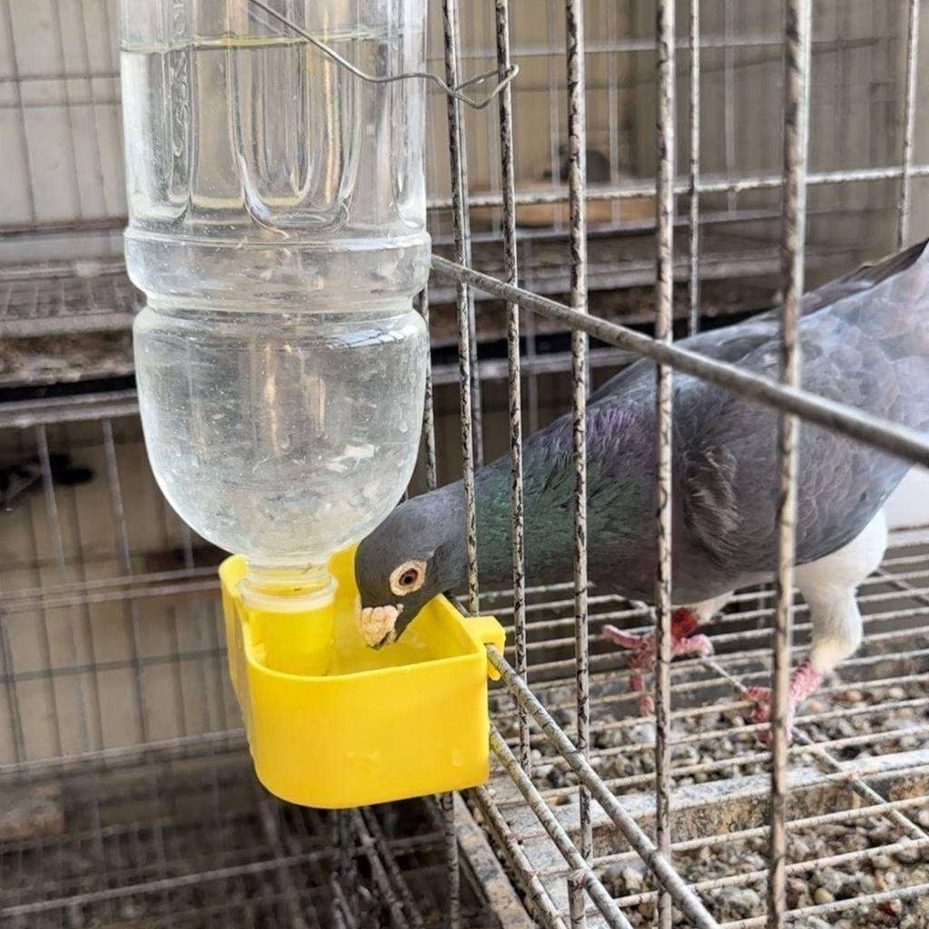 Papagaio pombo pássaro água potável caixa de comida pombo gaiola pombo gaiola pendurado caixa de bebida garrafa de repro