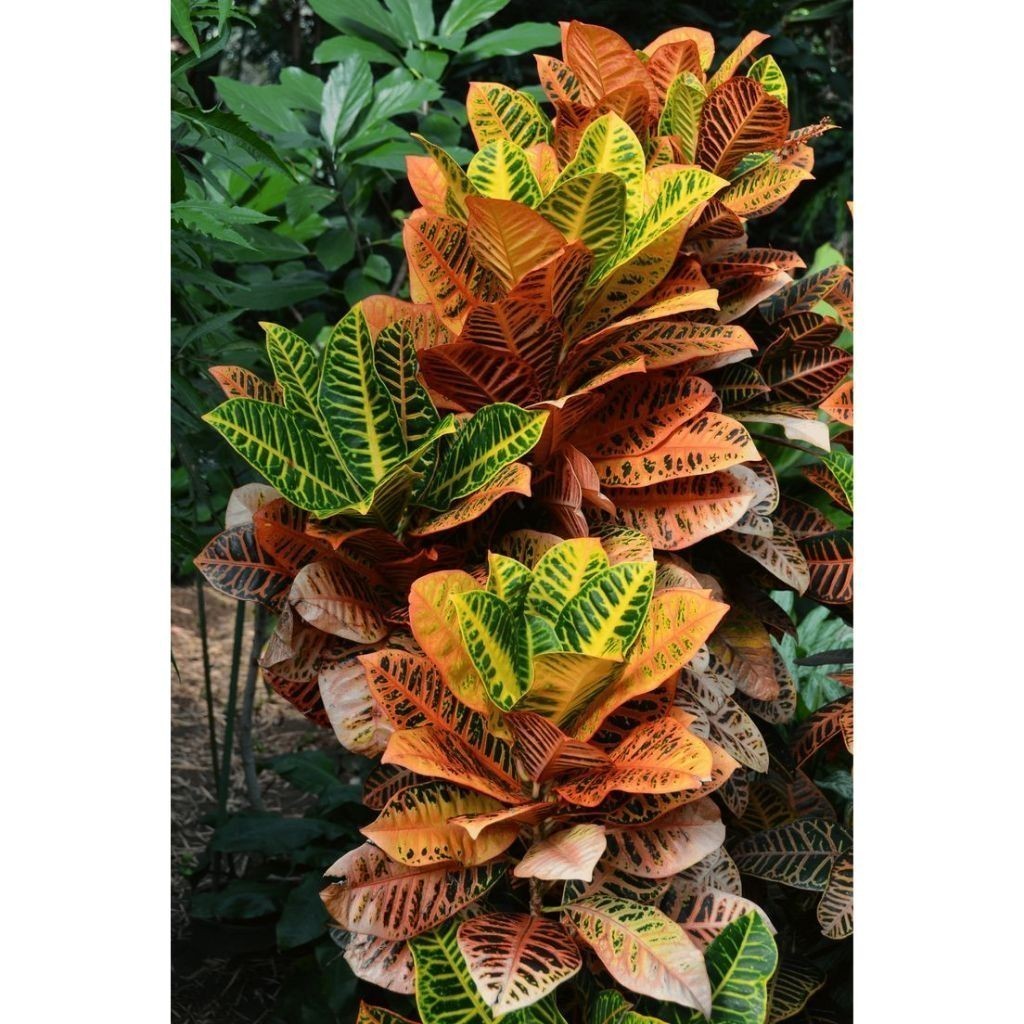 ENVIO SUPER RÁPIDO Croton Petra – 100 sementes com manual de cultivo II T1