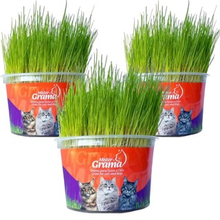 Kit 3un Graminha para Gatos - Mister Grama