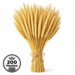 Trigo Seco Natural Kit 50 a 250 Hastes Flores Secas Decorativas Para Vasos e Eventos
