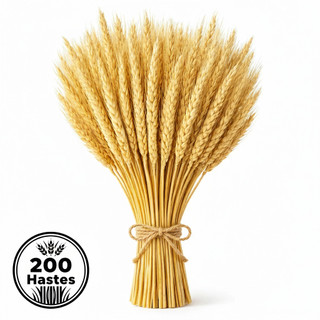 Trigo Seco Natural Kit 50 a 250 Hastes Flores Secas Decorativas Para Vasos e Eventos