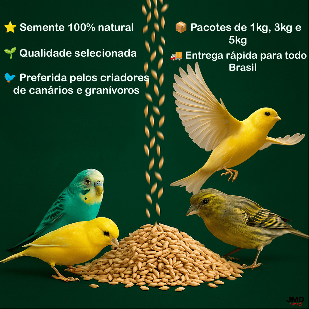 Alpiste Limpo Selecionado 1Kg 3Kg 5Kg Sementes para Canários Periquitos e Aves