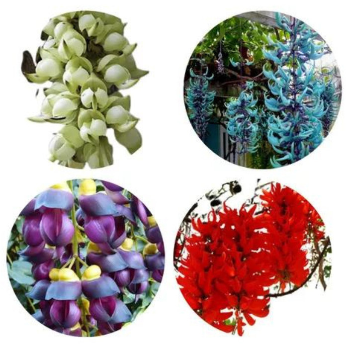 30 sements jades trepadeiras sortidas mix especies com manual de cultivo III em Oferta na Shopee