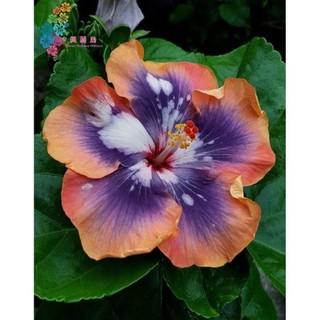 100 sementes hibisco acetosella  com manual de cultivo pronta entrega envio em 24h