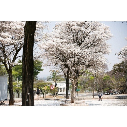 20 Sementes Ipê Branco Tabebuia Rosa Alba Flor Branca Frete Rápido