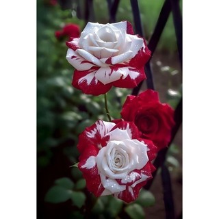 100 sementes  Rosa 'Pink Double Knock Out' com manual de cultivo pronta entrega envio em 24h