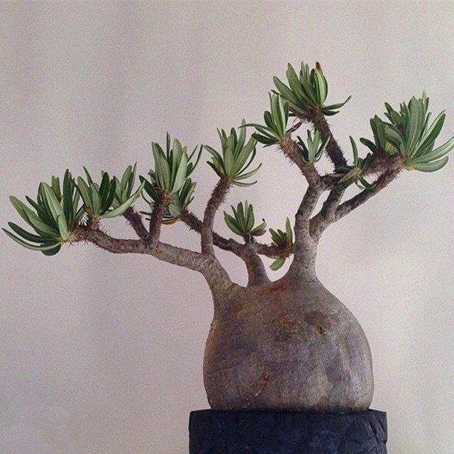 80 Sementes Suculenta Pachypodium Rosulatum Adenium - Jardim Decoração Horta