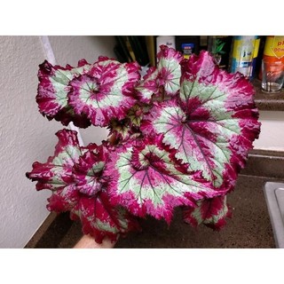 100 sementes begonia Jungle Girl com manual de cultivo pronta entrega envio em 24h