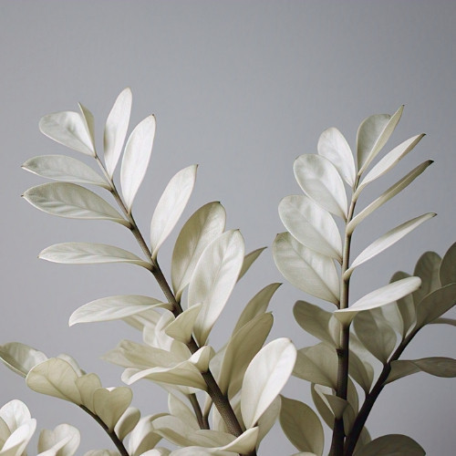 PROMOÇÃO ENVIO SUPER RÁPIDO 100 Sementes de Zamiocuca Neve Fantasma Com Manual de Plantio III T1 em Oferta na Shopee