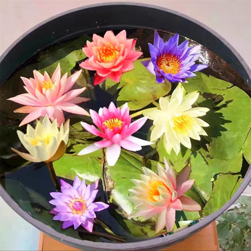 Sementes Originais de Lótus Nenúfar  à Venda Frescas pcs Plantas de Lótus Nenúfar Hidropônicas em Oferta na Shopee