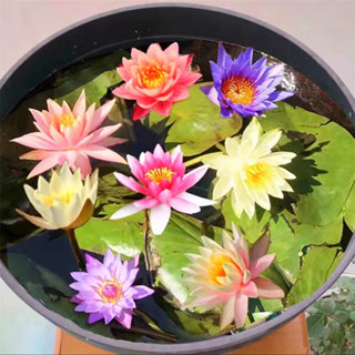 Sementes Originais de Lótus Nenúfar  à Venda Frescas pcs Plantas de Lótus Nenúfar Hidropônicas em Oferta na Shopee