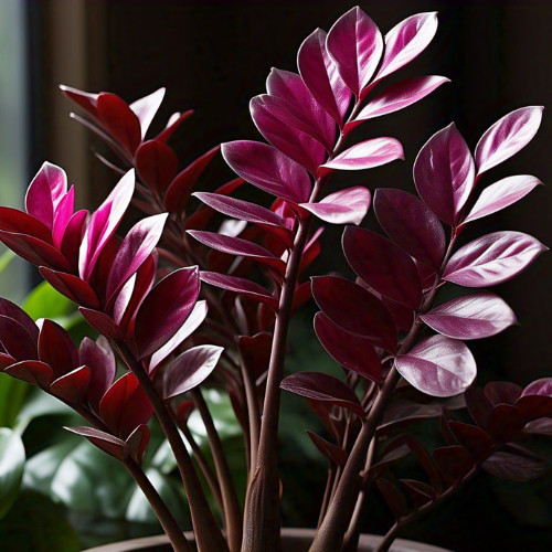 PROMOÇÃO 100 Sementes de Zamiocuca Rubra Vitraux Com Manual de Plantio III em Oferta na Shopee