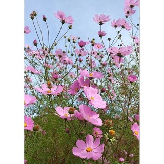 viva a natureza 10 Sementes Flor de Cosmos Rosa