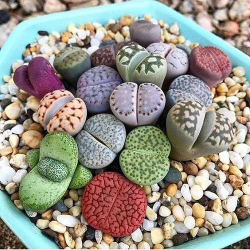 Lithops Mix embalagem  com 40 Sementes Cactos Pedra Suculenta Garden w3