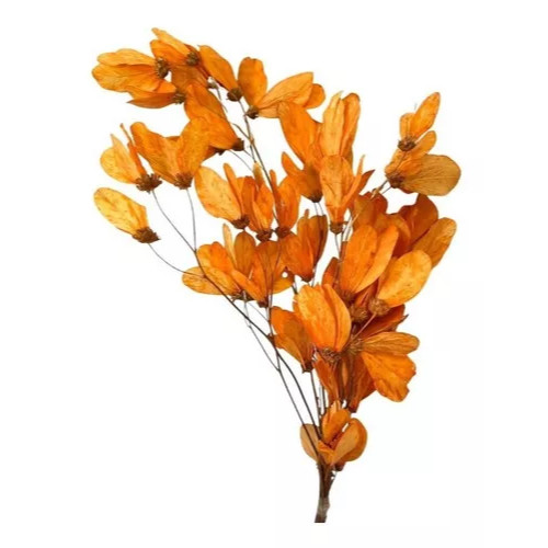 Flor Borboleta Desidratada no Galho para Decoração Elegante em Oferta na Shopee