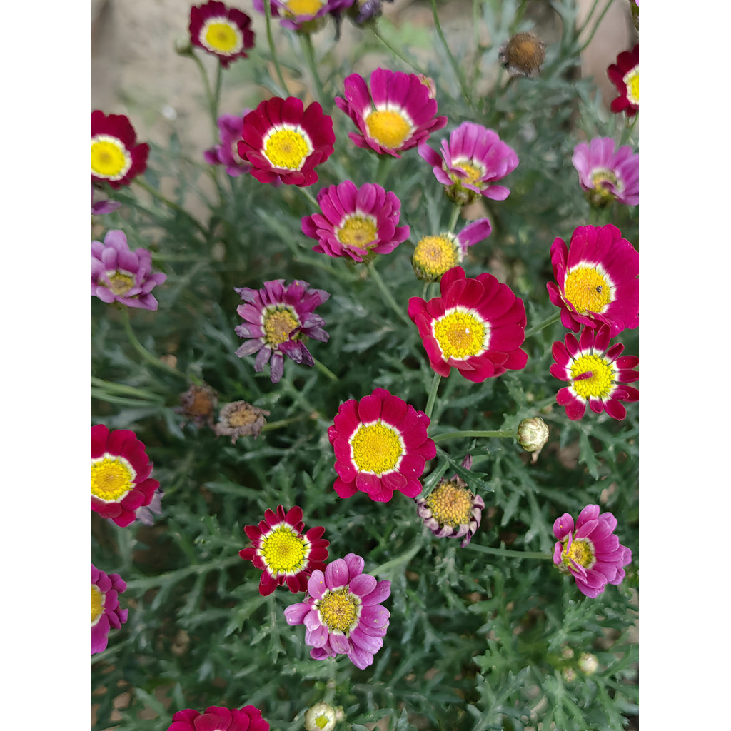 JAAA 100 sementes Plantio de jardim Sementes Tonghao Daisy Ver Terra Vivem Com Pátios II
