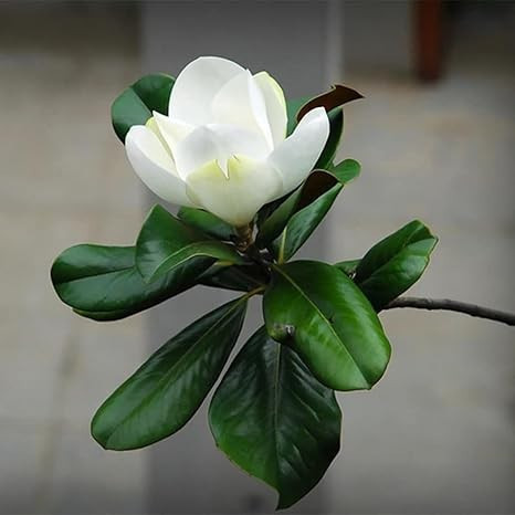 Árvores Ornamentais para Jardim: Onde Comprar | BuscaProdutos