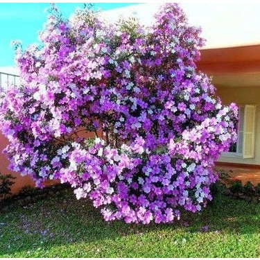 Manacá Da Serra Tibouchina Mutabilis 100 Sementes P/ Mudas em Oferta na Shopee