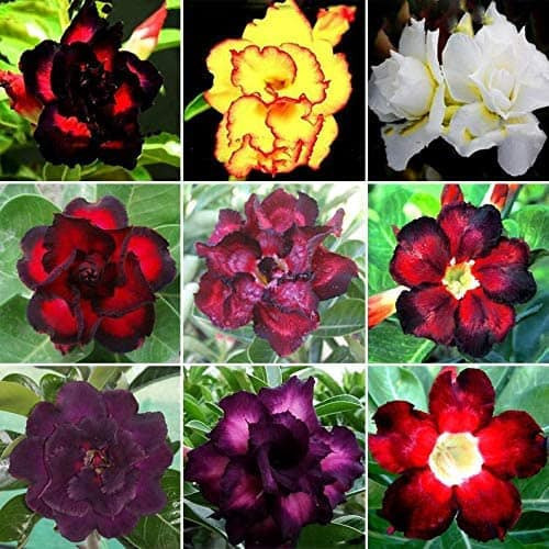 Rara 5 sementes germinação rápida Rara Mix Rosa do Deserto Sortidas raras Triplas e Dobradas