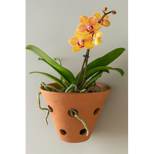 Vaso Cerâmica Artesanal Barro Parede Orquídea Planta 19x21cm Marrom-claro Cerâmico