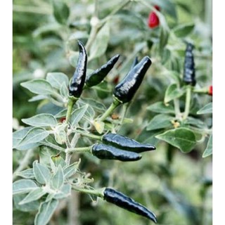 Viva a natureza  SEMENTES DE PIMENTA COBRA PRETA em Oferta na Shopee