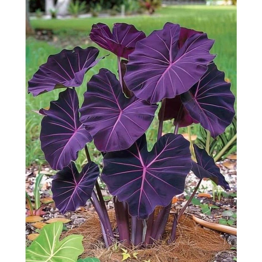 ENVIO SUPER RÁPIDO Caladium Névoa Amazônica – 100 sementes com manual de cultivo II T1 em Oferta na Shopee