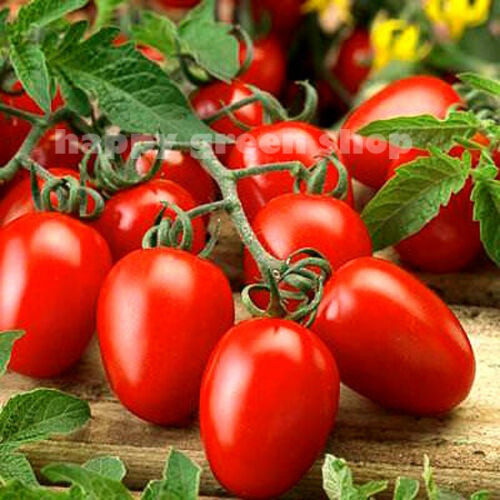 200 500 Sementes Vegetais-Tomate-Roma VF-Seeds-Melhores Sementes de Tomate
